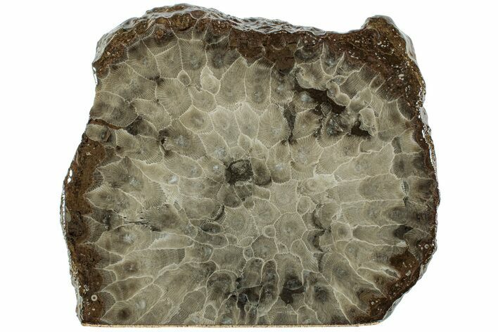 Free-Standing, Petoskey Stone (Fossil Coral) Section - Michigan #227552